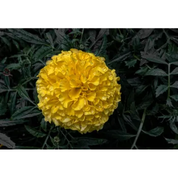 Organic Marigold Plant 